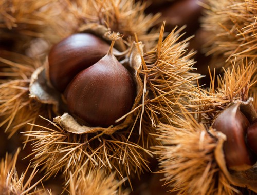 castagne_autunno