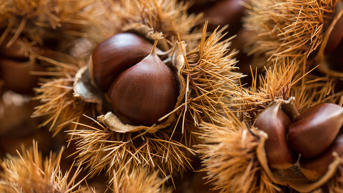 castagne_autunno