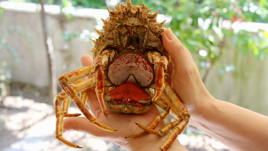 Granseola. Il granchio più buono del