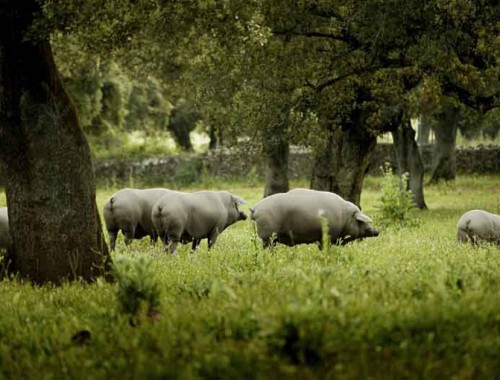 Suino-iberico-de bellota