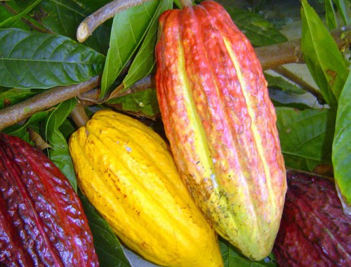 cacau-theobroma-cacao-blog