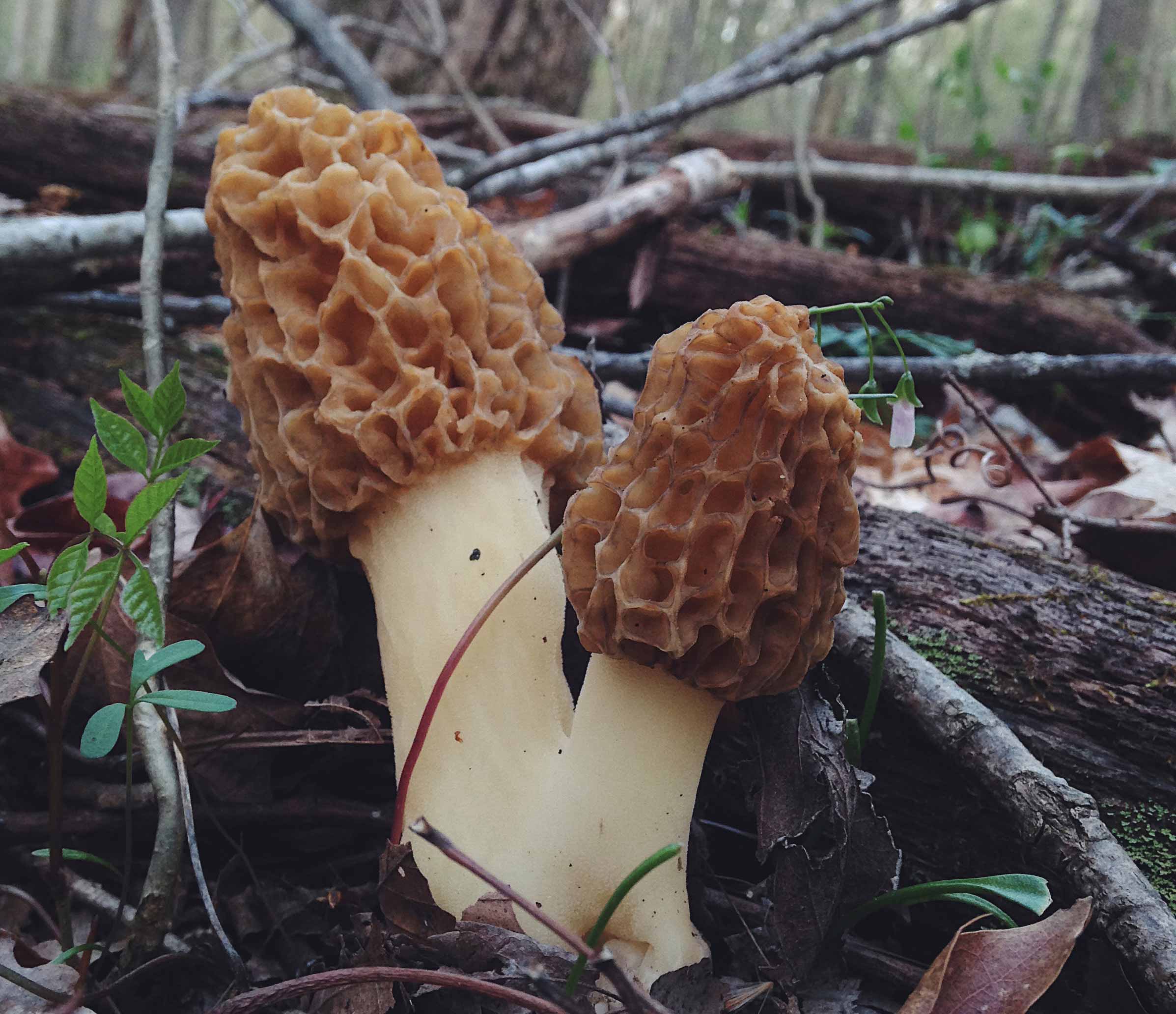 Morchella di bosco