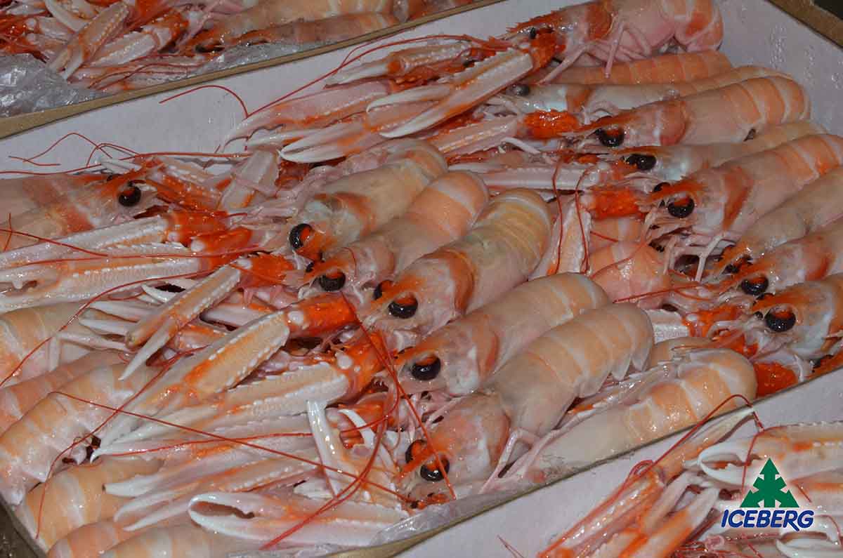 scampi porcupine con la "corona"