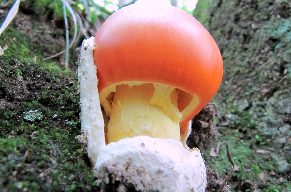 Amanita caesarea ovolo