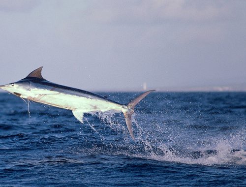 Marlin blue pescato a Maui