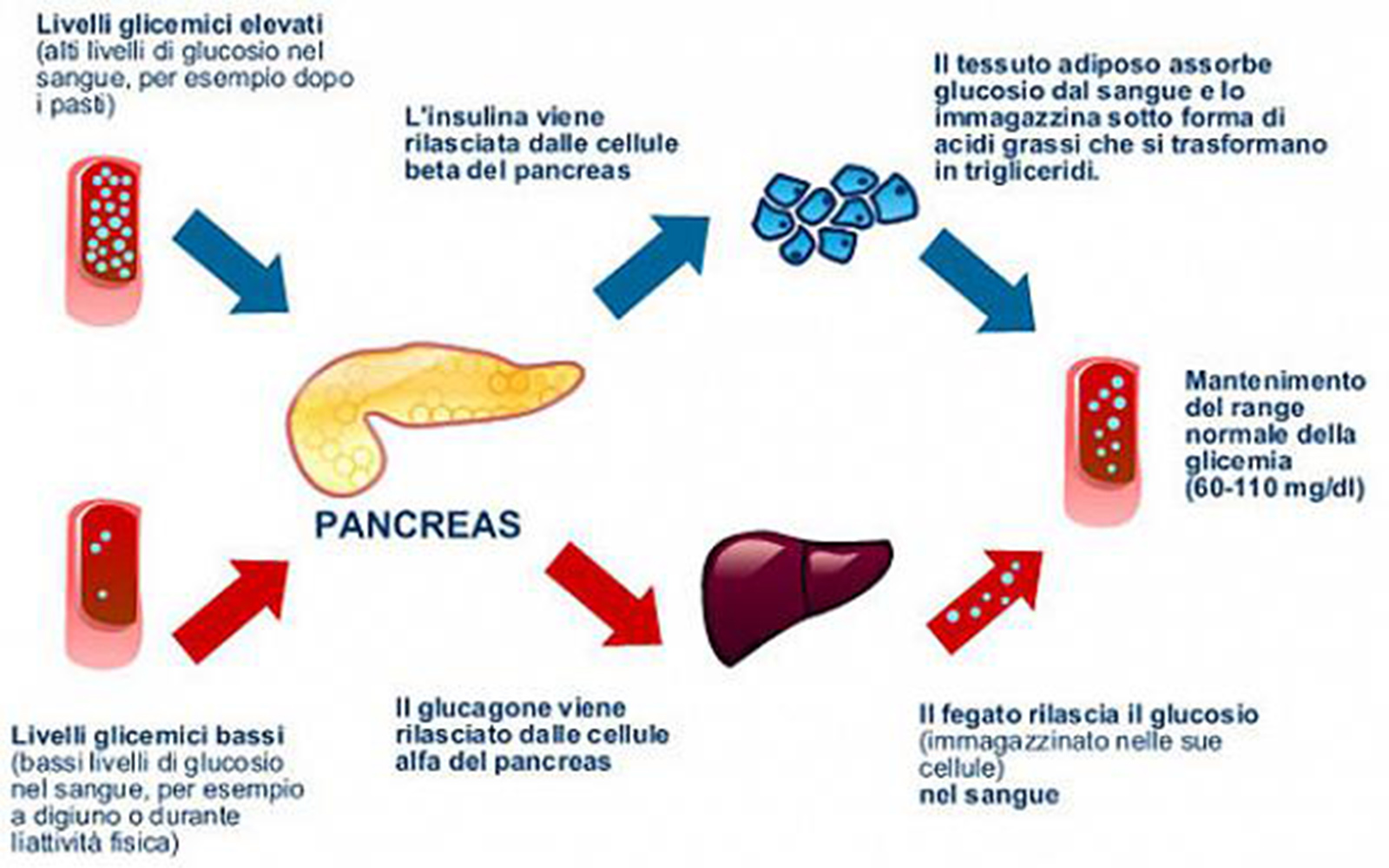 regolazione della glicemia