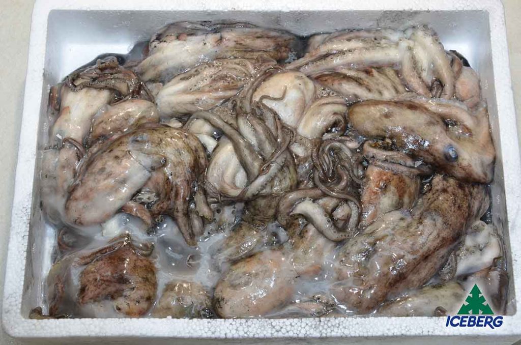 Moscardini nostrani Iceberg