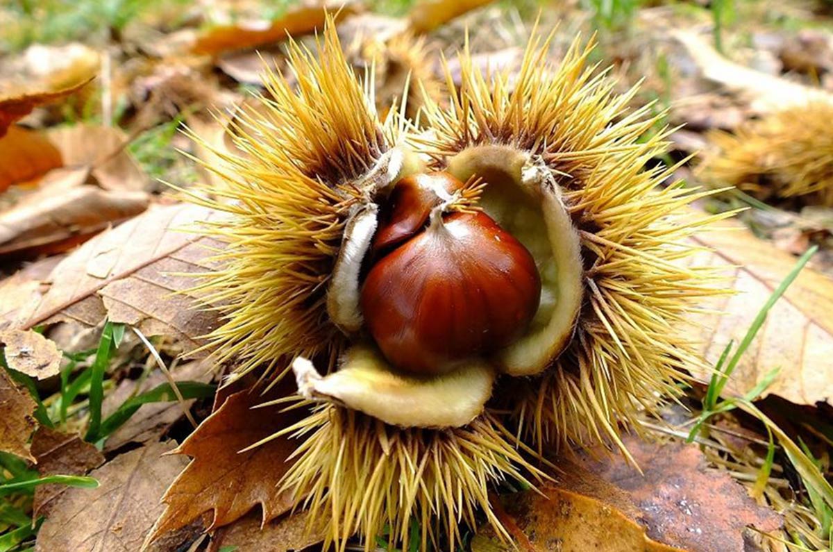 Riccio-di castagne-marroni-Vermont