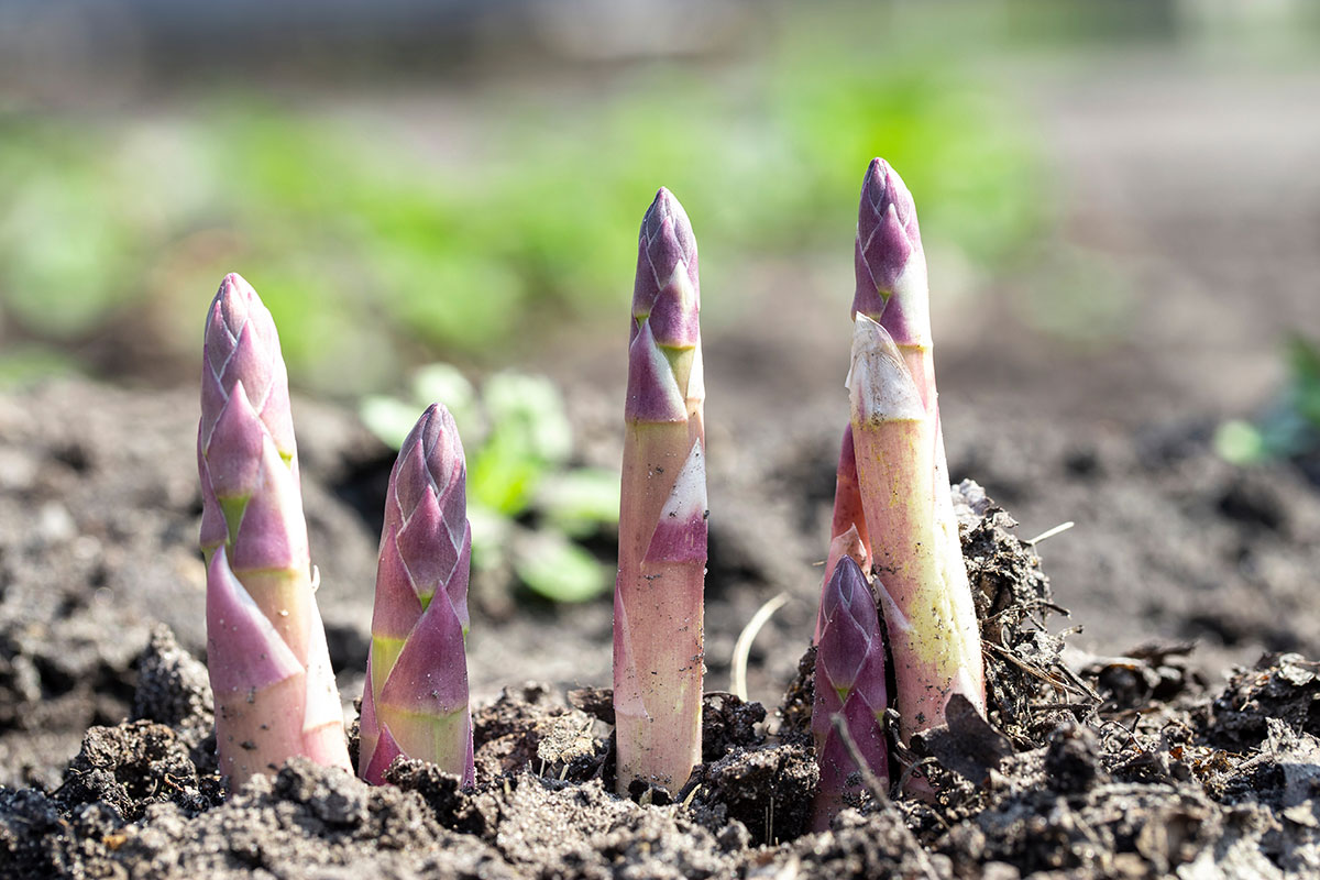 Germogli di asparagi