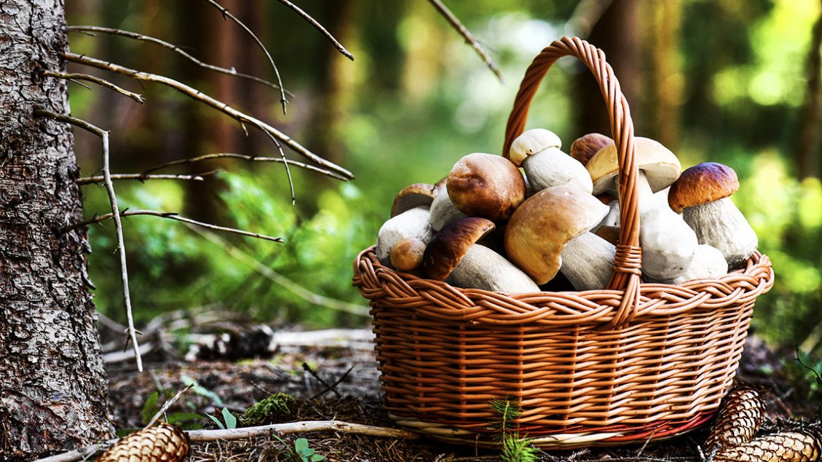 Funghi-porcini-estivi-cesto-nel-bosco