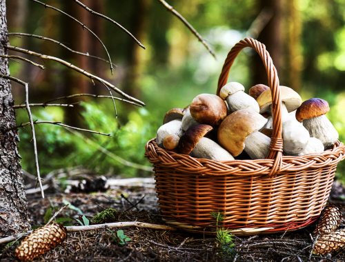 Funghi-porcini-estivi-cesto-nel-bosco