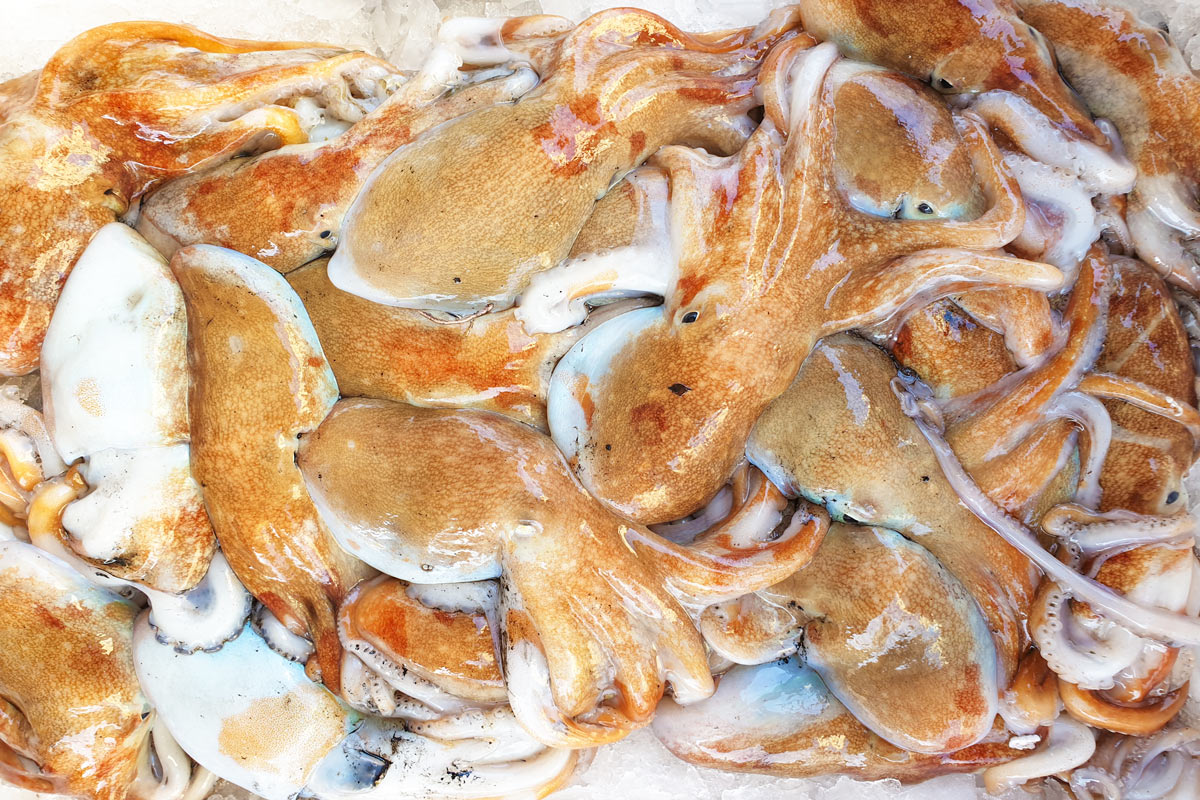 Moscardini-nostrani-freschi-appena-pescati