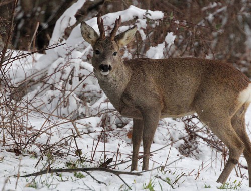 Capriolo nella neve