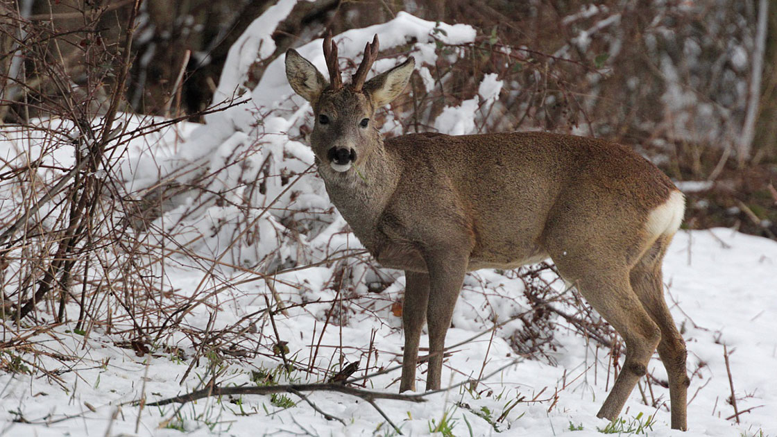 Capriolo nella neve