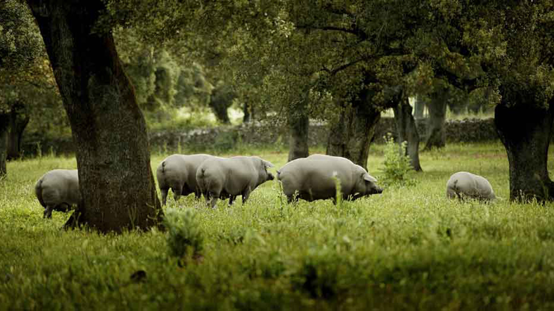 Suino-iberico-de bellota