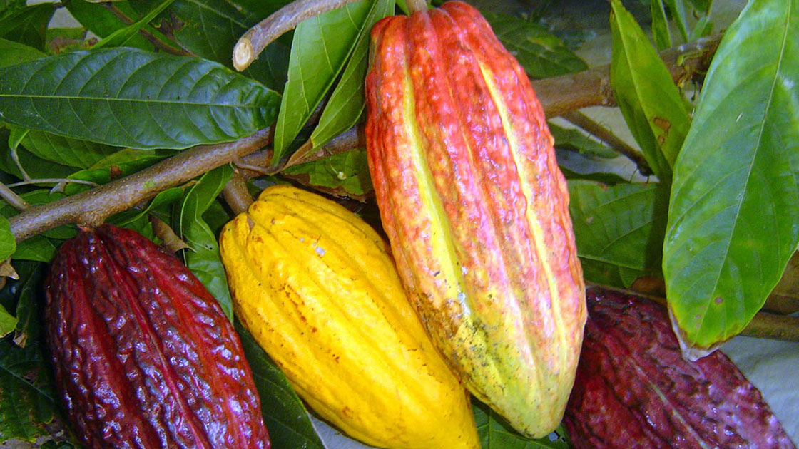 cacau-theobroma-cacao-blog