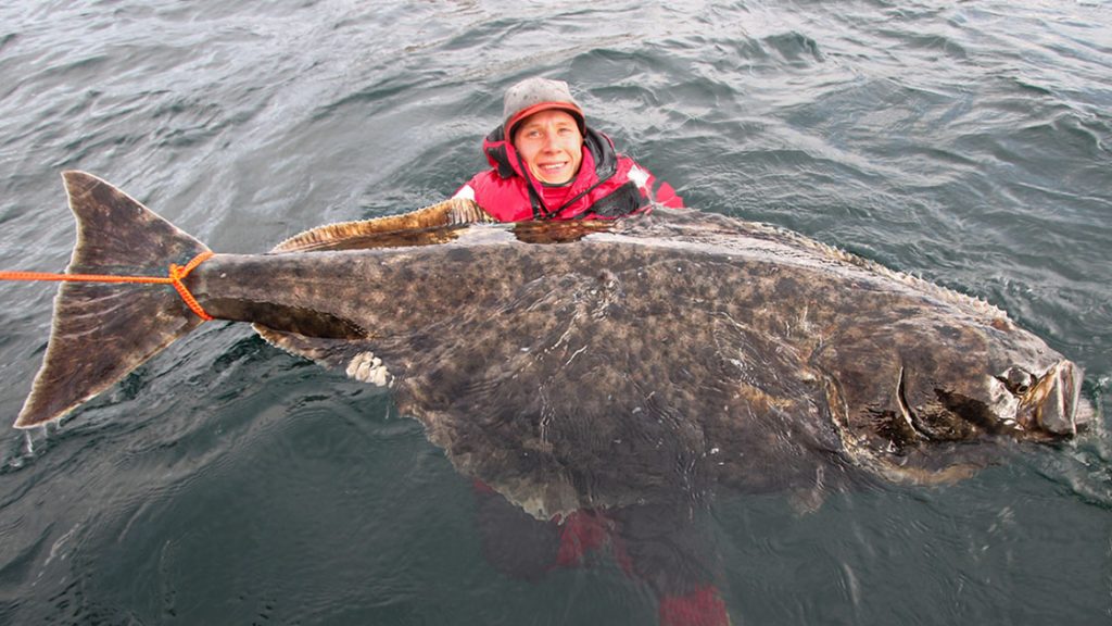 L'halibut è un pesce di mare da sempre considerato una prelibatezza..