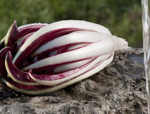 Radicchio di Treviso