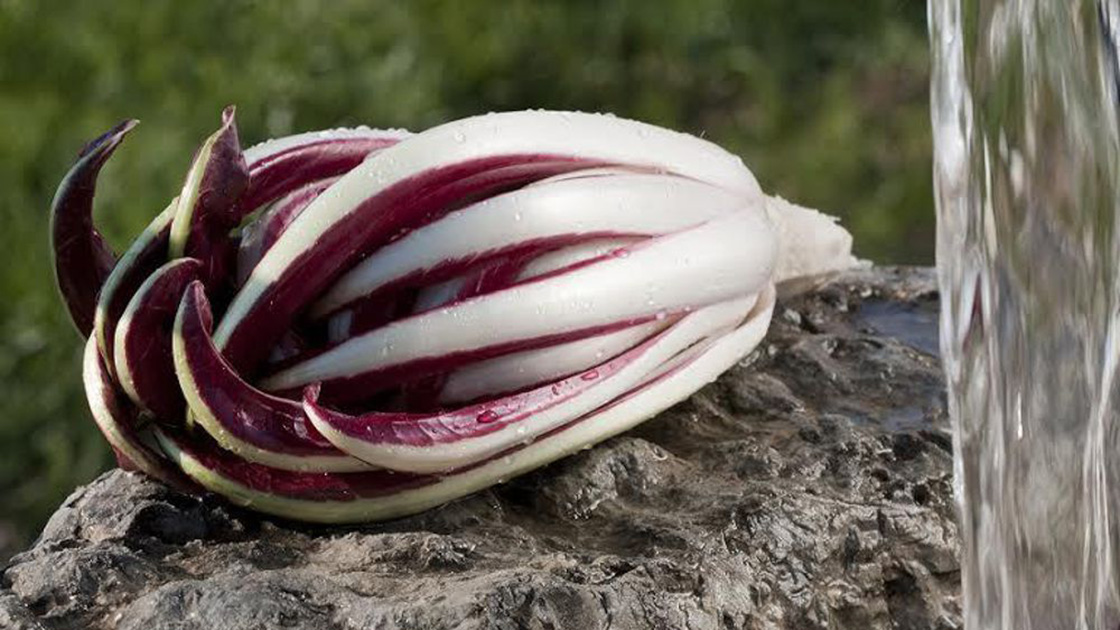 Radicchio di Treviso