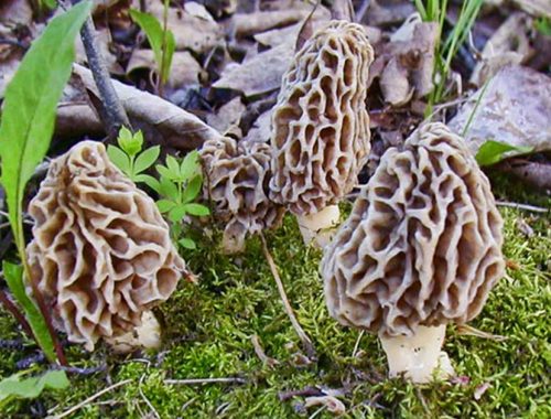 Morchella conica spugnola
