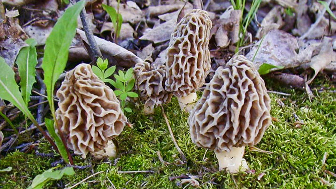 Morchella conica spugnola