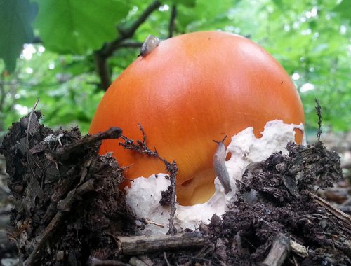 Fungo ovolo Amanita Caesarea