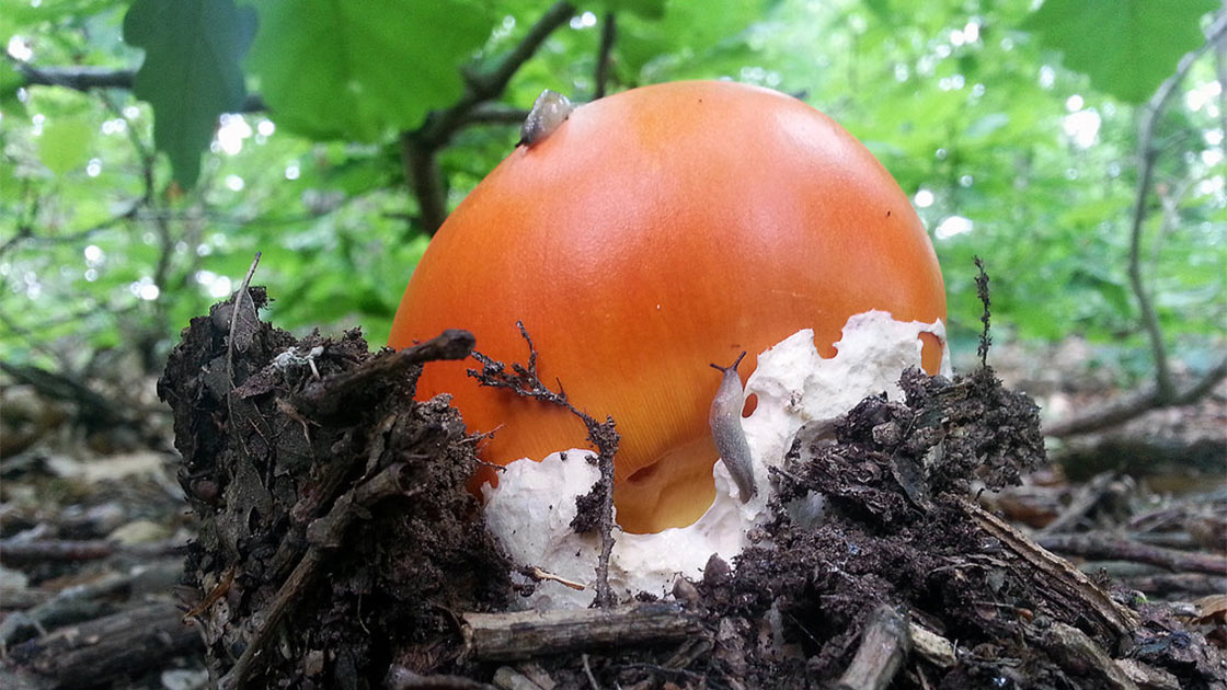 Fungo ovolo Amanita Caesarea