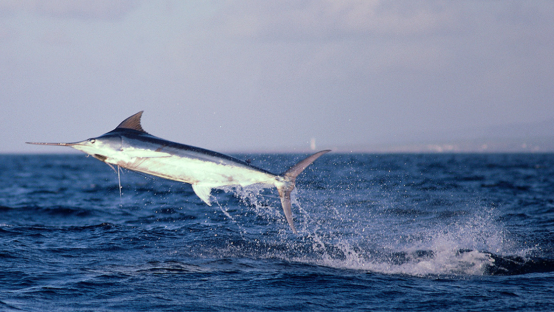 Marlin blue pescato a Maui