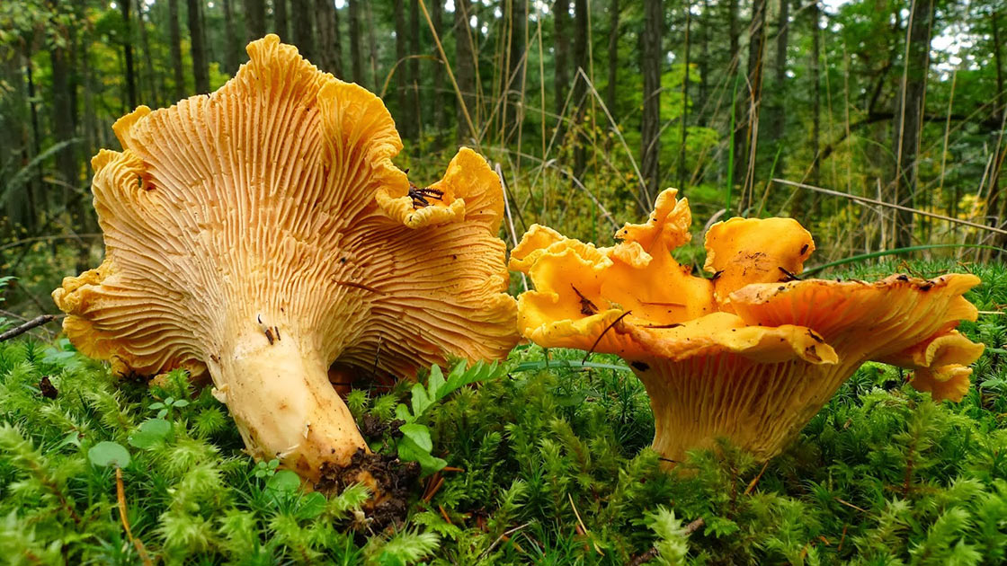 Finferli cantharellus cibarius