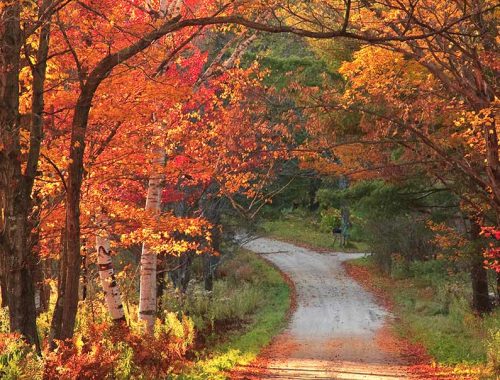 Autunno_foresta_rosso_strada_natura-Chef-Magazine