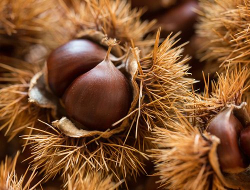 Castagne_marroni_Autunno-Chef magazine