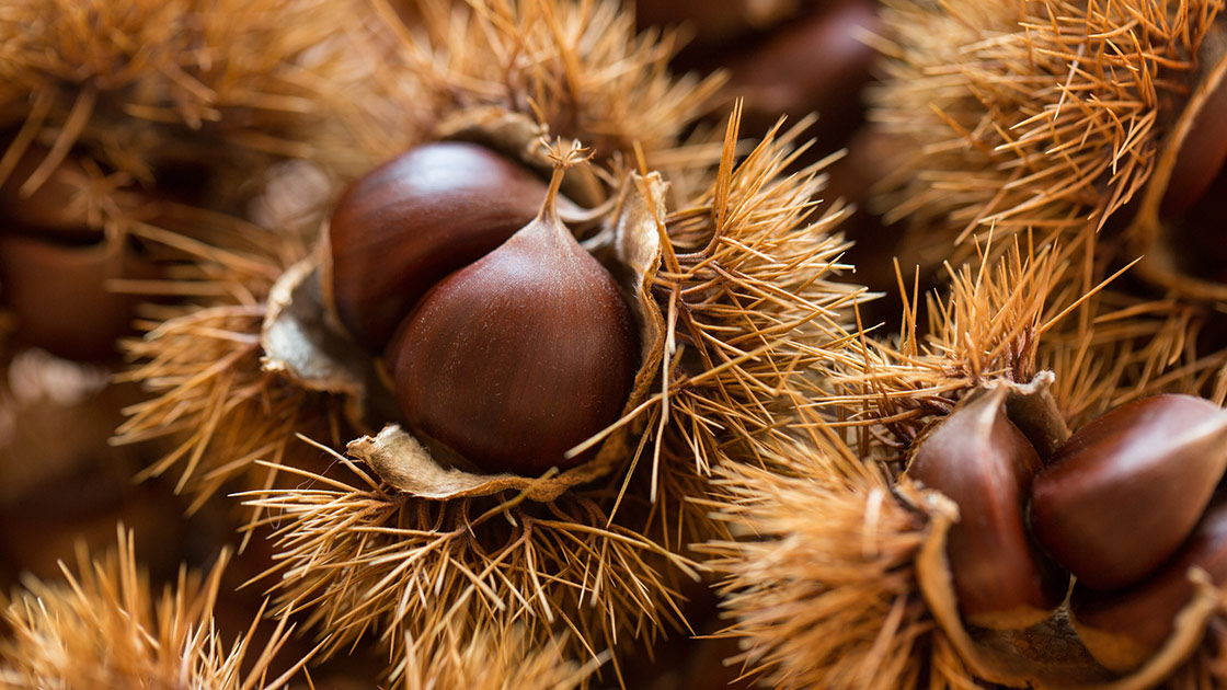 Castagne_marroni_Autunno-Chef magazine