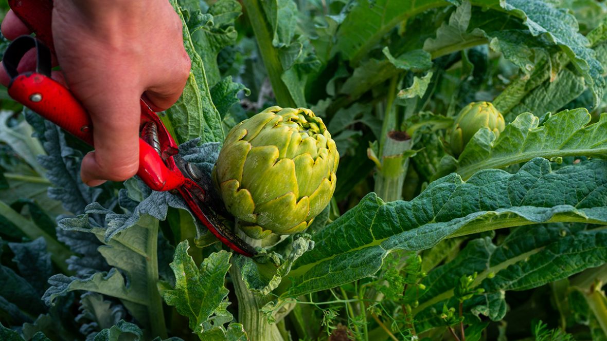 Carciofi-raccolti-a-mano-in-campo